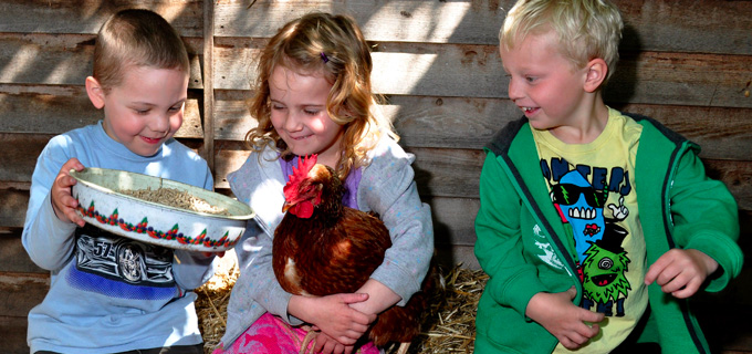 Centre Chickens